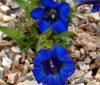 Gentiana acaulis